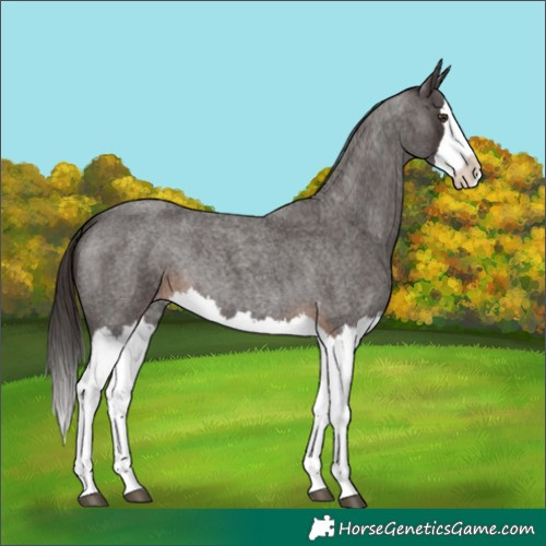 Horse Color:Liver Red Roan Splash