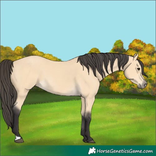 Horse Color:Buckskin