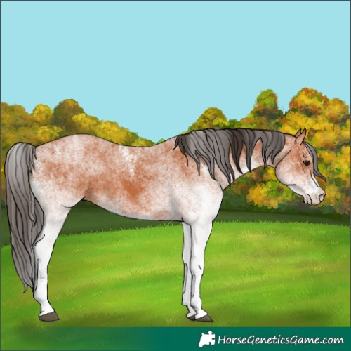 Horse Color:White Spotted Bay