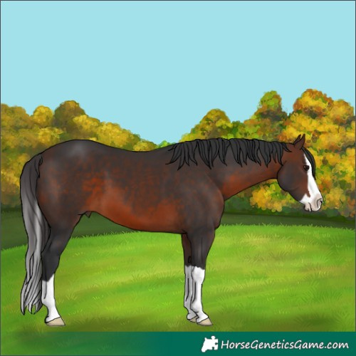 Horse Color:Brown Splash 
