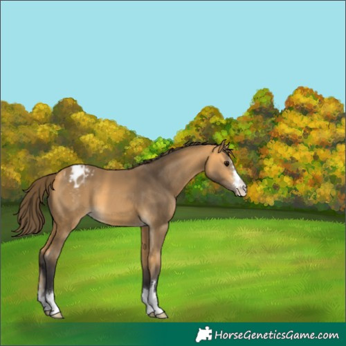 Horse Color:Buckskin Appaloosa 