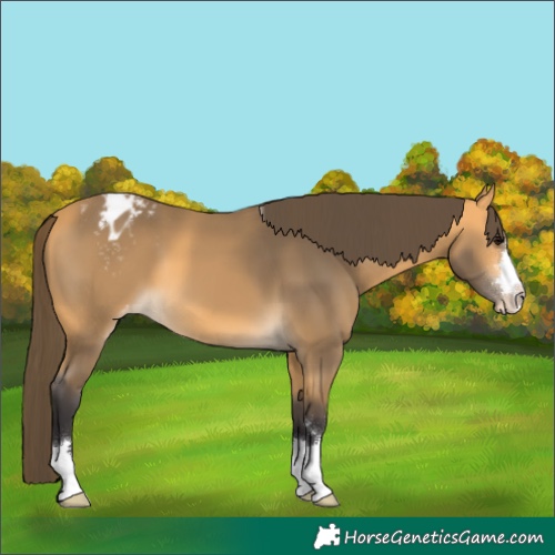 Horse Color:Buckskin Blanket
