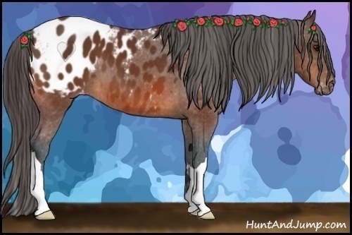 Horse Color:Bay Appaloosa