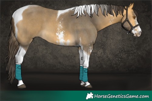 Horse Color:Buckskin Sabino Tobiano 