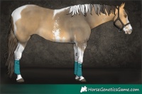 Horse Color:Buckskin Sabino Tobiano