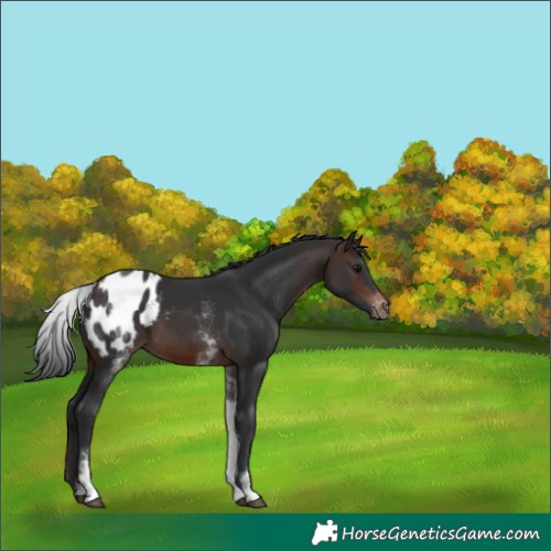 Horse Color:White Spotted Brown Appaloosa 
