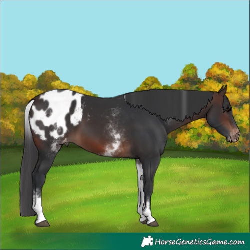 Horse Color:White Spotted Brown Blanket