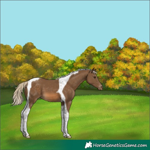 Horse Color:Chocolate Palomino Tobiano Appaloosa 