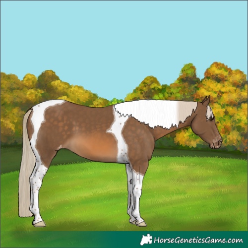 Horse Color:Chocolate Palomino Tobiano Blanket