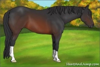 Horse Color:Brown 