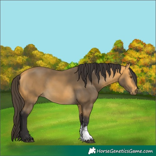 Horse Color:Buckskin Sabino