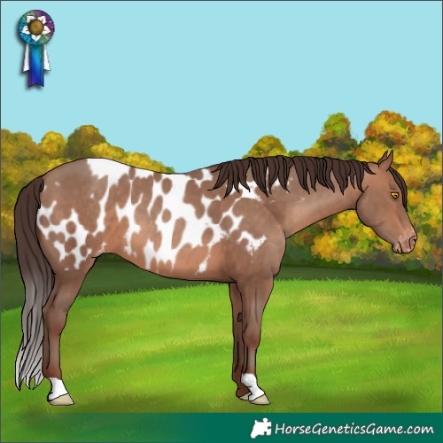 Horse Color:Sable Champagne Appaloosa