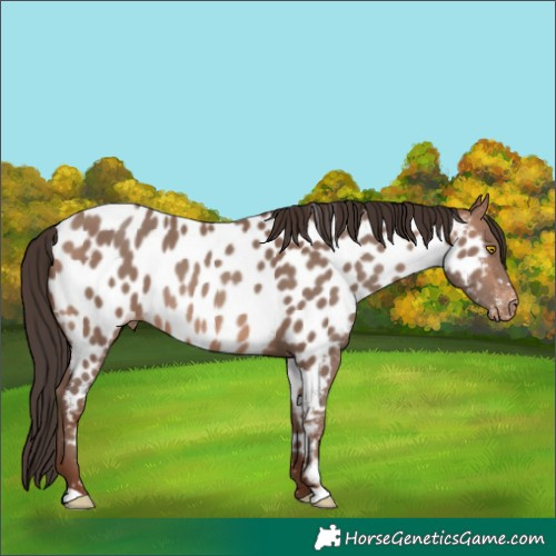 Horse Color:Sable Champagne Appaloosa 