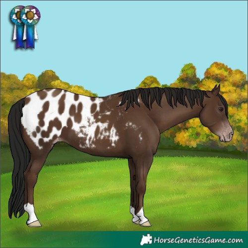 Horse Color:Gray Classic Champagne Appaloosa 