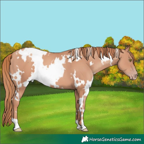Horse Color:White Spotted Gold Champagne 