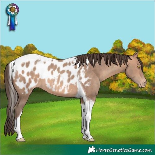 Horse Color:Amber Champagne Tobiano Blanket