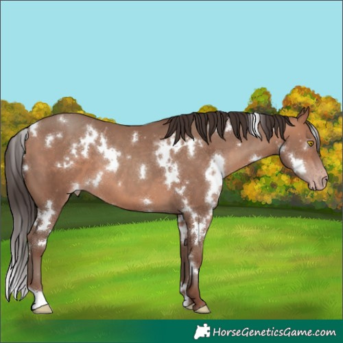 Horse Color:White Spotted Sable Champagne 