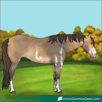 Horse Color:Buckskin Sabino