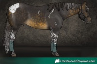 Horse Color:Buckskin Tobiano