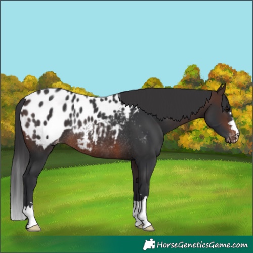 Horse Color:Brown Blanket Rabicano