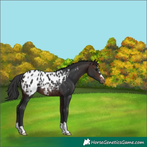 Horse Color:Brown Appaloosa Rabicano 