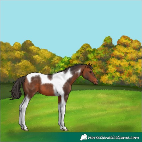 Horse Color:Bay Tobiano
