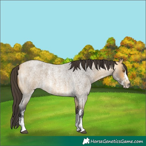 Horse Color:Buckskin Roan Sabino 