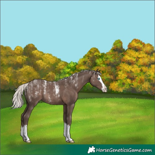 Horse Color:Powder White Silver Black Splash Rabicano