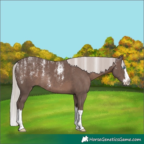 Horse Color:Powder White Silver Black Splash Rabicano 