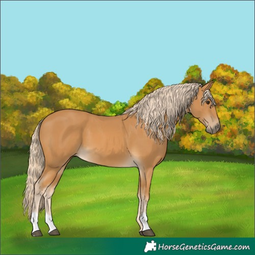 Horse Color:Palomino