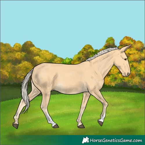 Horse Color:Palomino