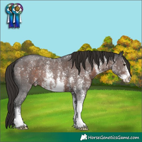 Horse Color:Liver Chestnut Sabino 