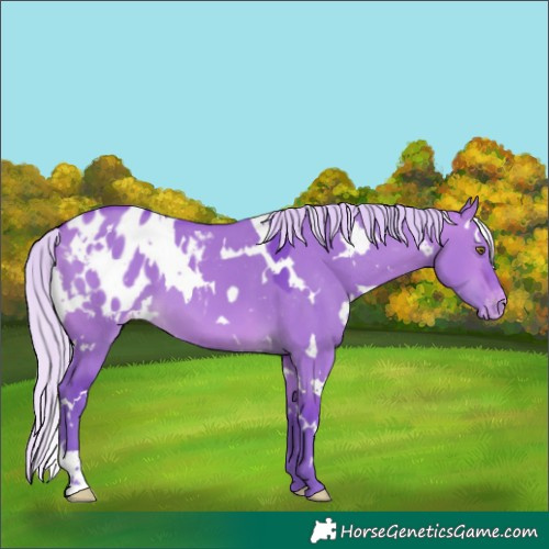Horse Color:Watercolor White Spotted Silver Brown Dun Appaloosa
