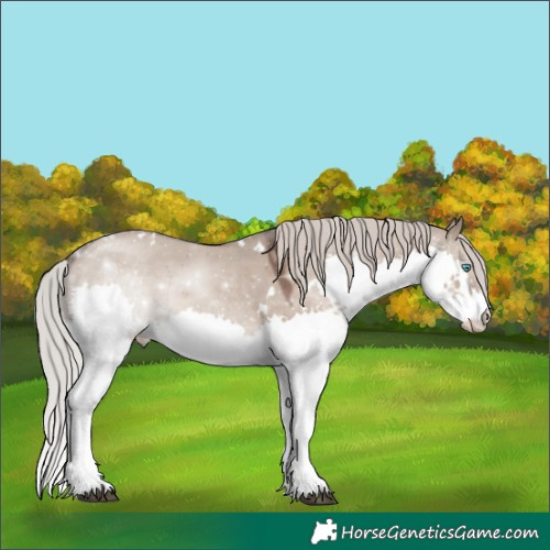 Horse Color:White Spotted Silver Grullo Splash Tobiano
