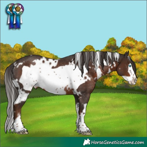 Horse Color:White Spotted Liver Chestnut Frame Rabicano 