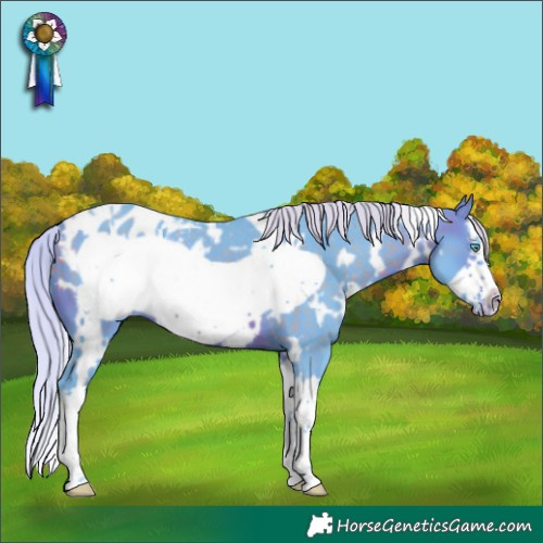 Horse Color:Watercolor White Spotted Silver Brown Splash Frame Appaloosa Rabicano 