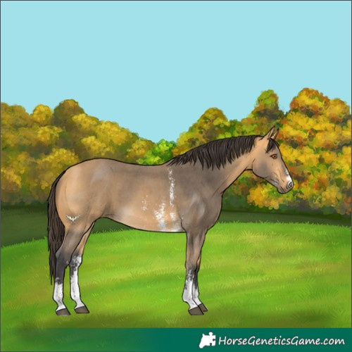 Horse Color:Buckskin Sabino