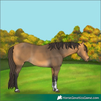 Horse Color:Buckskin Sabino 