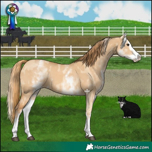 Horse Color:White Spotted Red Dun Rabicano and White Spotted Red Dun Splash Rabicano