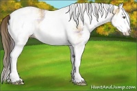 Horse Color:Plaid  White Spotted Amber Champagne Splash 