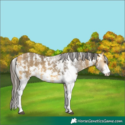 Horse Color:Buckskin Sabino