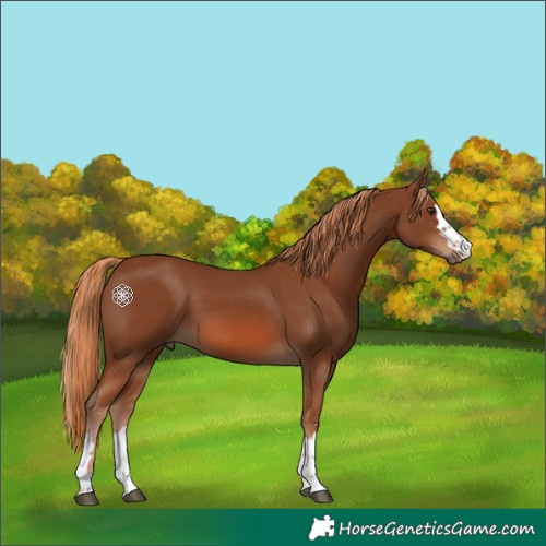 Horse Color:Chestnut 