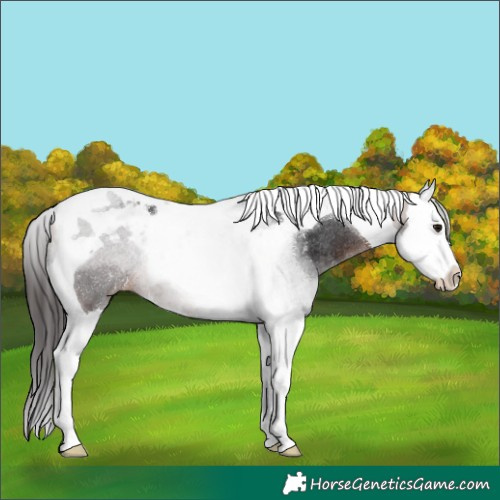 Horse Color:Bay Splash Tobiano Rabicano 