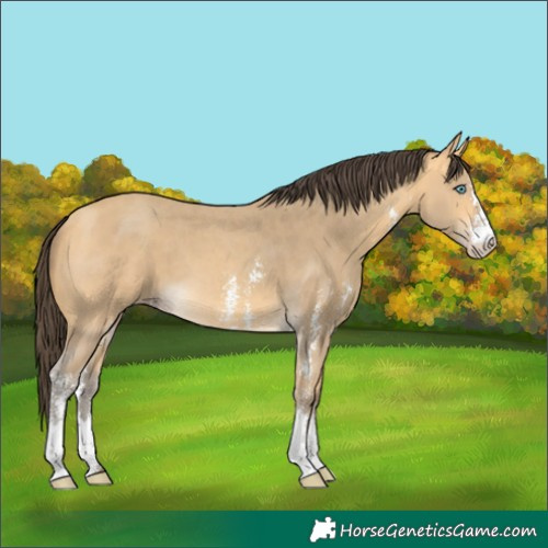 Horse Color:Amber Cream Champagne Sabino 