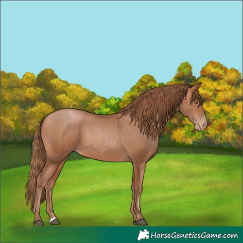 Horse Color:Bay Pearl 