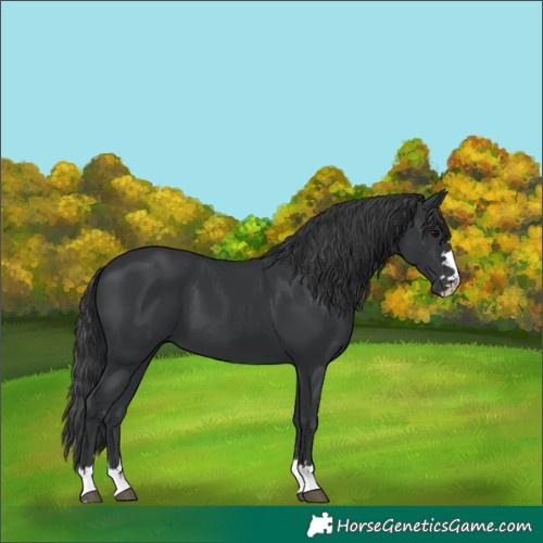Horse Color:Black 