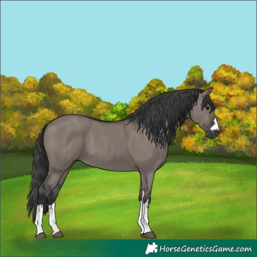 Horse Color:Grullo 