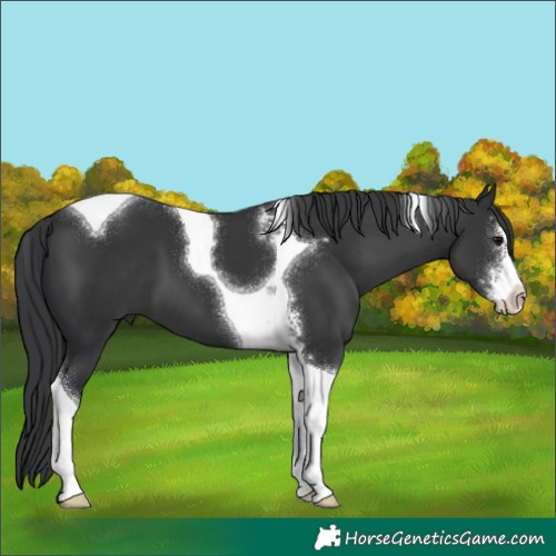 Horse Color:Black Sabino Tobiano