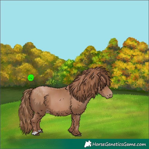 Horse Color:Black Pearl