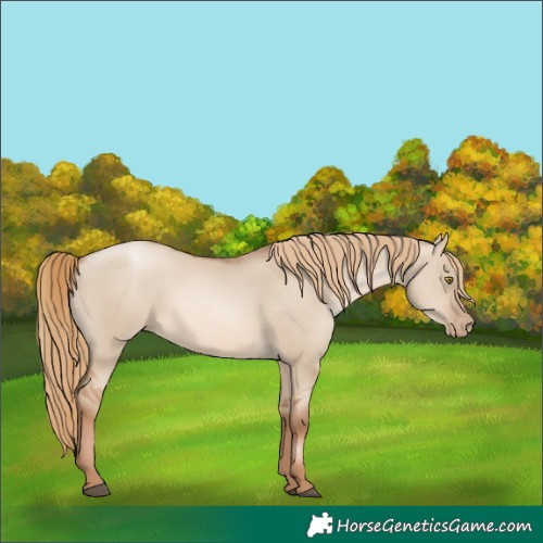 Horse Color:Liver Red Dun Pearl